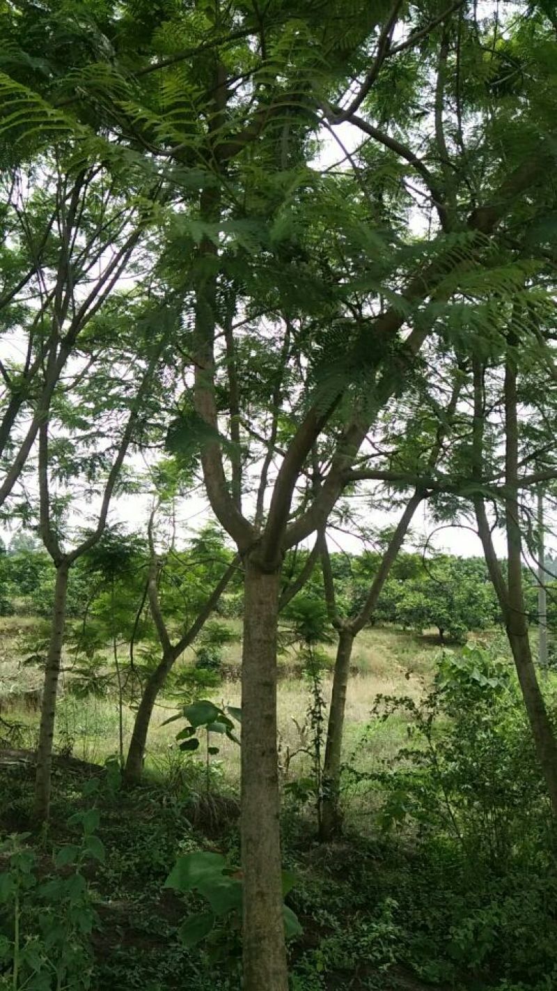 兰花赢