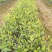 江西高产白花嫁接油茶苗20-80【有好货样品】优质良种油茶苗