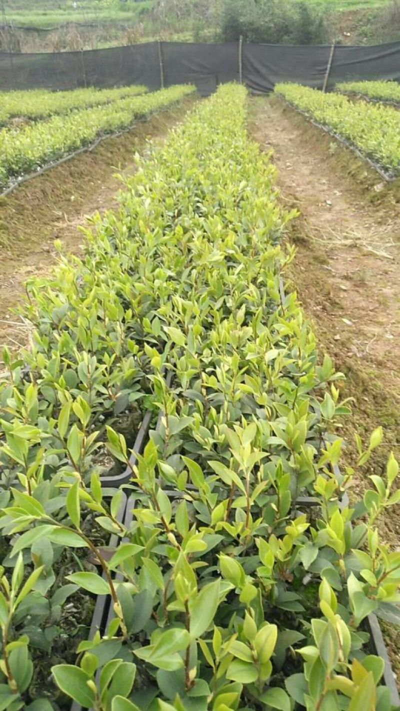 江西高产白花嫁接油茶苗20-80【有好货样品】优质良种油茶苗