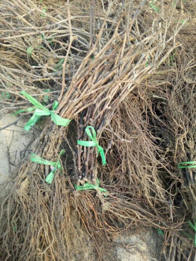 自己家苗圃种植葡萄苗品种齐全