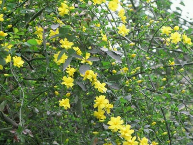 迎春花迎春花杯苗迎春产地直销可以看货