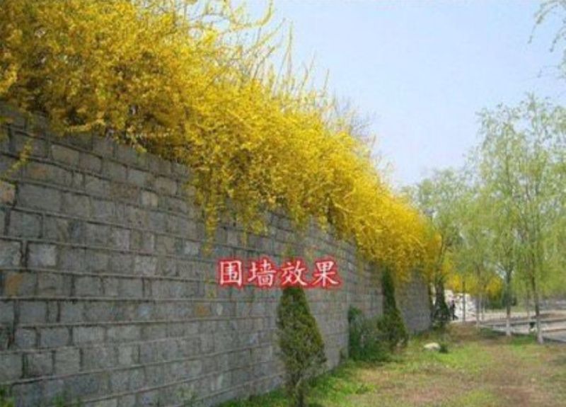 迎春花迎春花杯苗迎春产地直销可以看货
