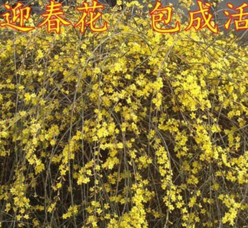 迎春花迎春花杯苗迎春产地直销可以看货