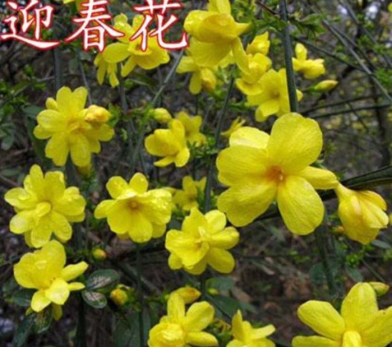 迎春花迎春花杯苗迎春产地直销可以看货