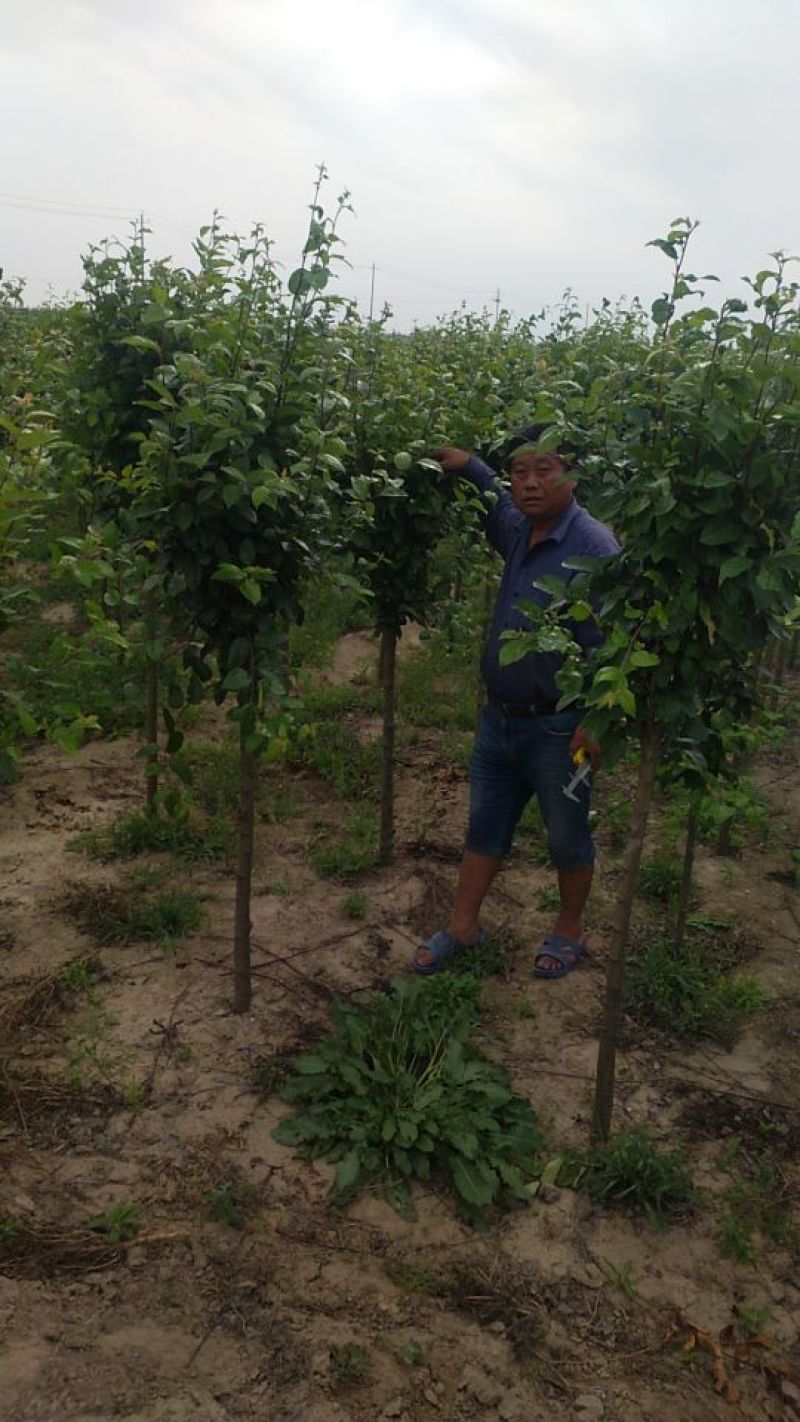 金叶榆，海棠系列等绿化树城市的花园欢迎咨询