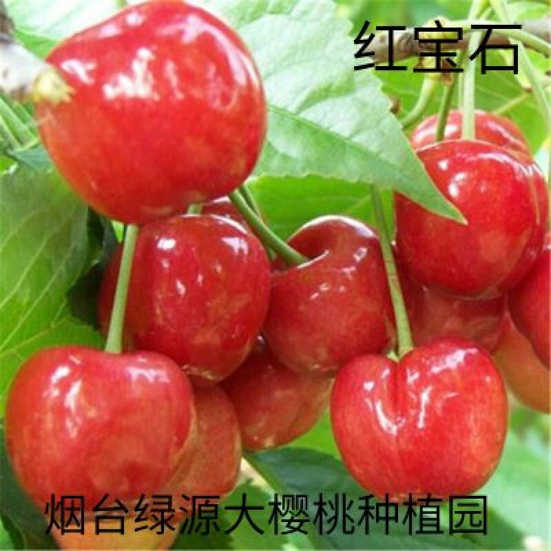 烟台露地樱桃开卖啦！！！