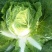 大白菜4~6斤净菜净菜