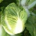 大白菜4~6斤净菜净菜