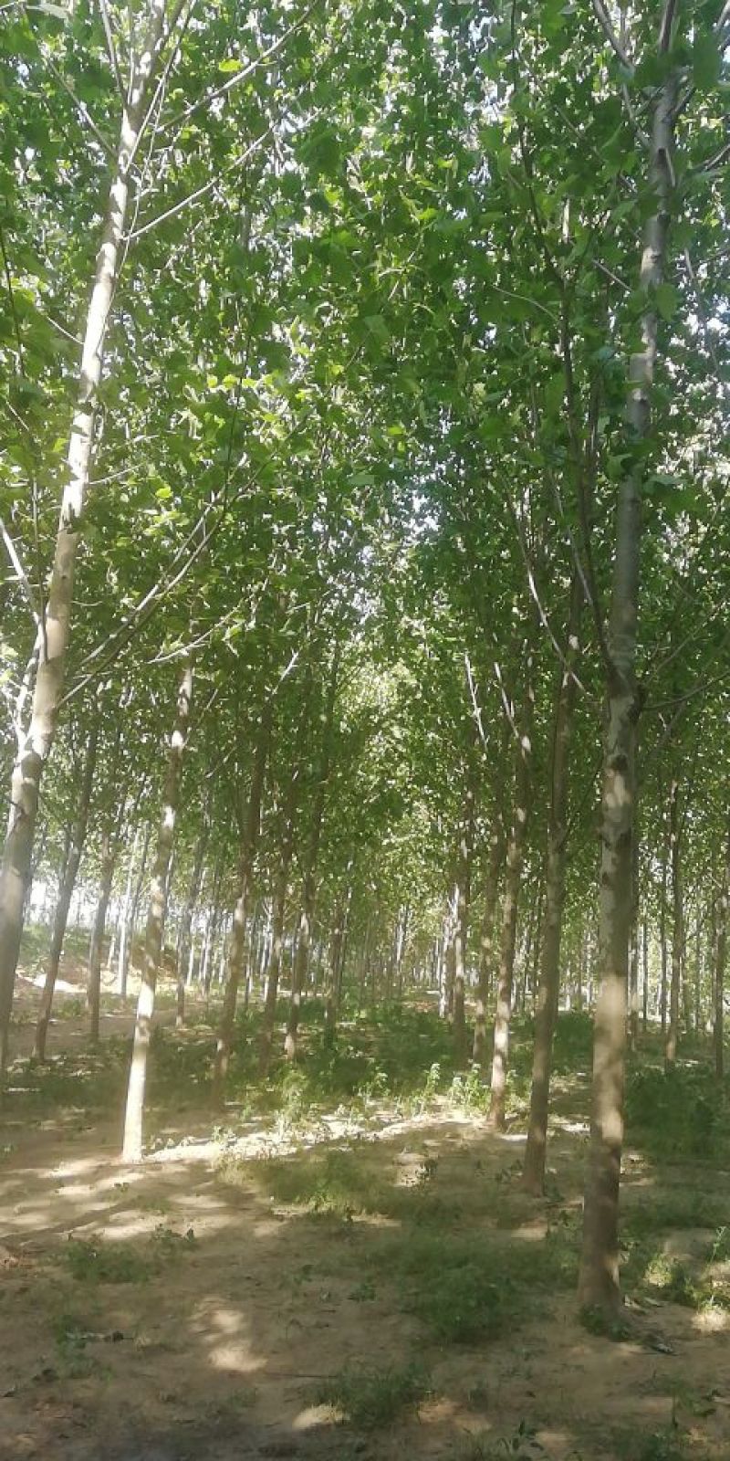 大量出售速生法桐
