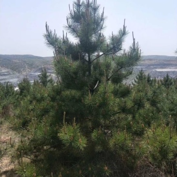 4米落地冠油松