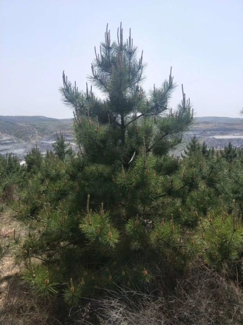 4米落地冠油松