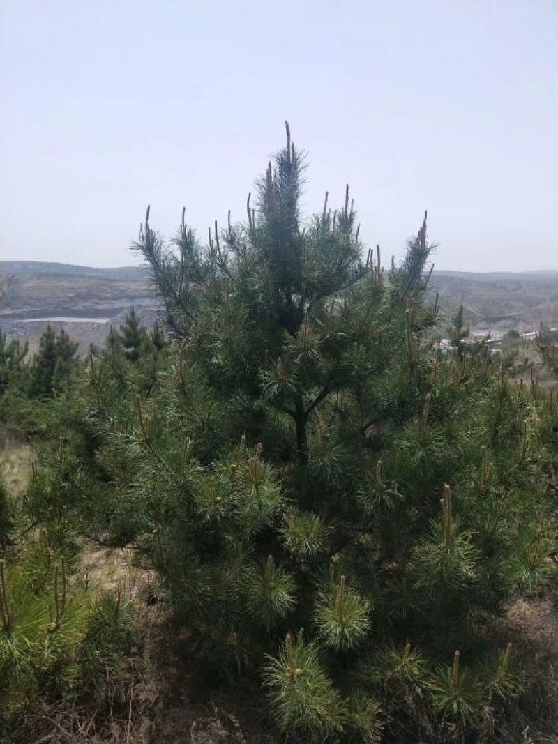 4米落地冠油松