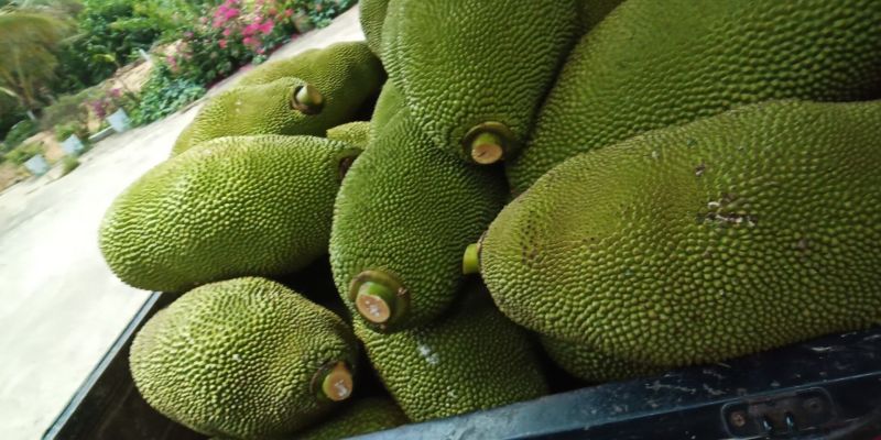 菠萝蜜