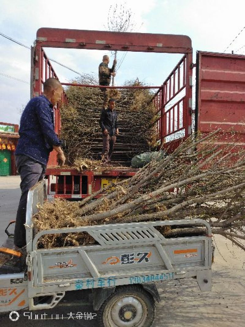 大量出售定植丝绵木，又名华北韦矛，地径3-6公分。