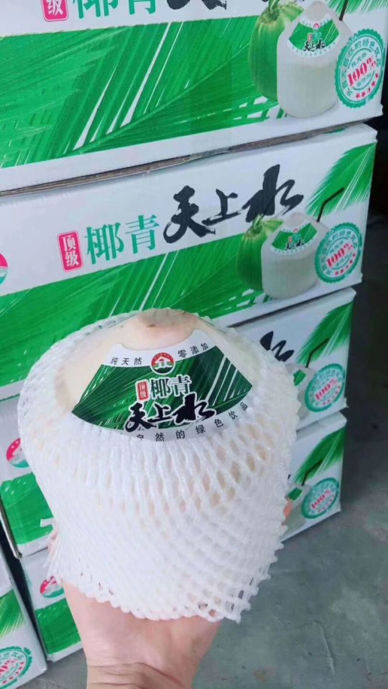 椰青9个装600箱批，包邮