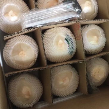 椰青9个装600箱批，包邮