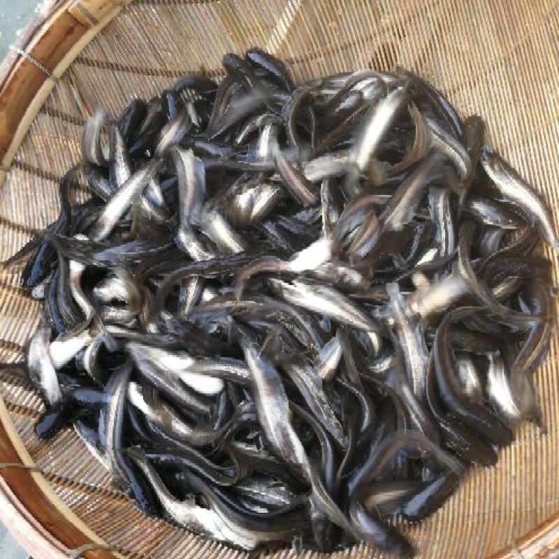 大口鲶
