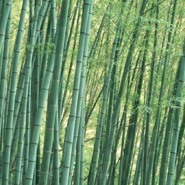 桂竹刚竹