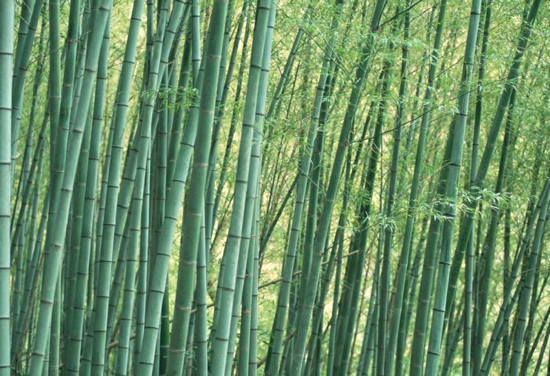 桂竹刚竹