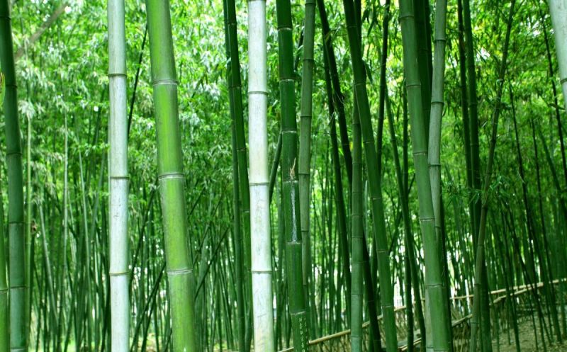 桂竹刚竹