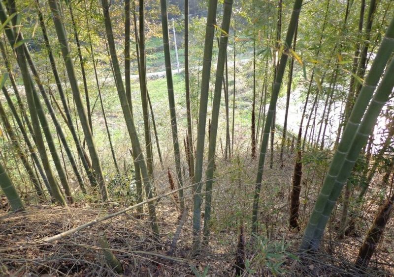 桂竹刚竹