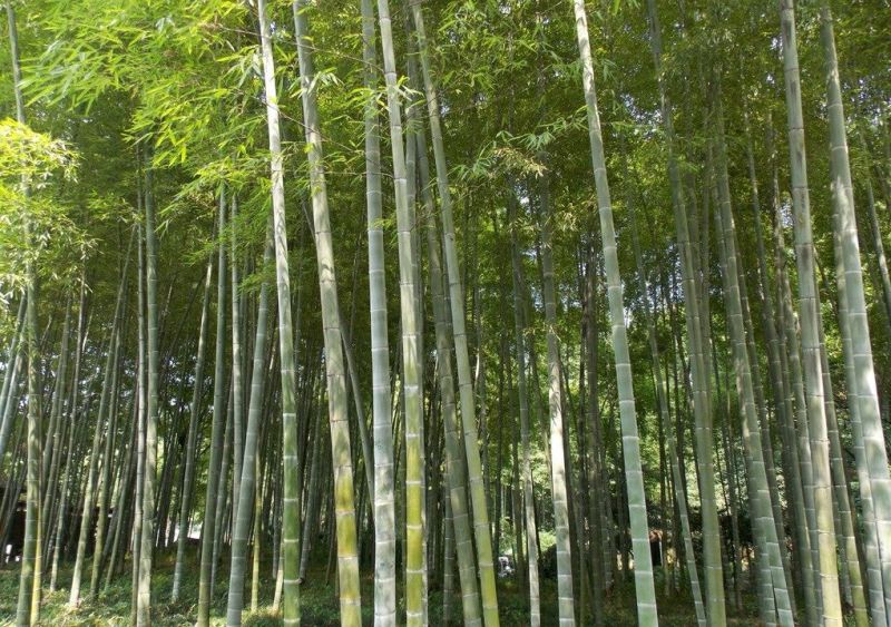 桂竹刚竹