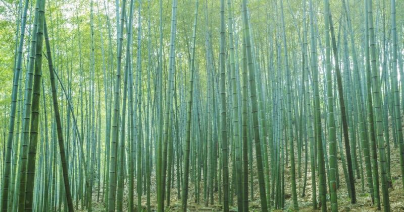 桂竹刚竹