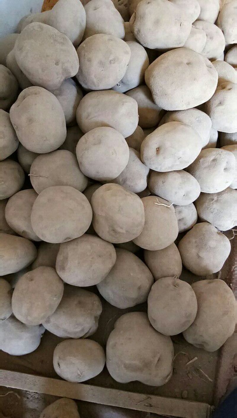 小白花土豆大西洋4两起
