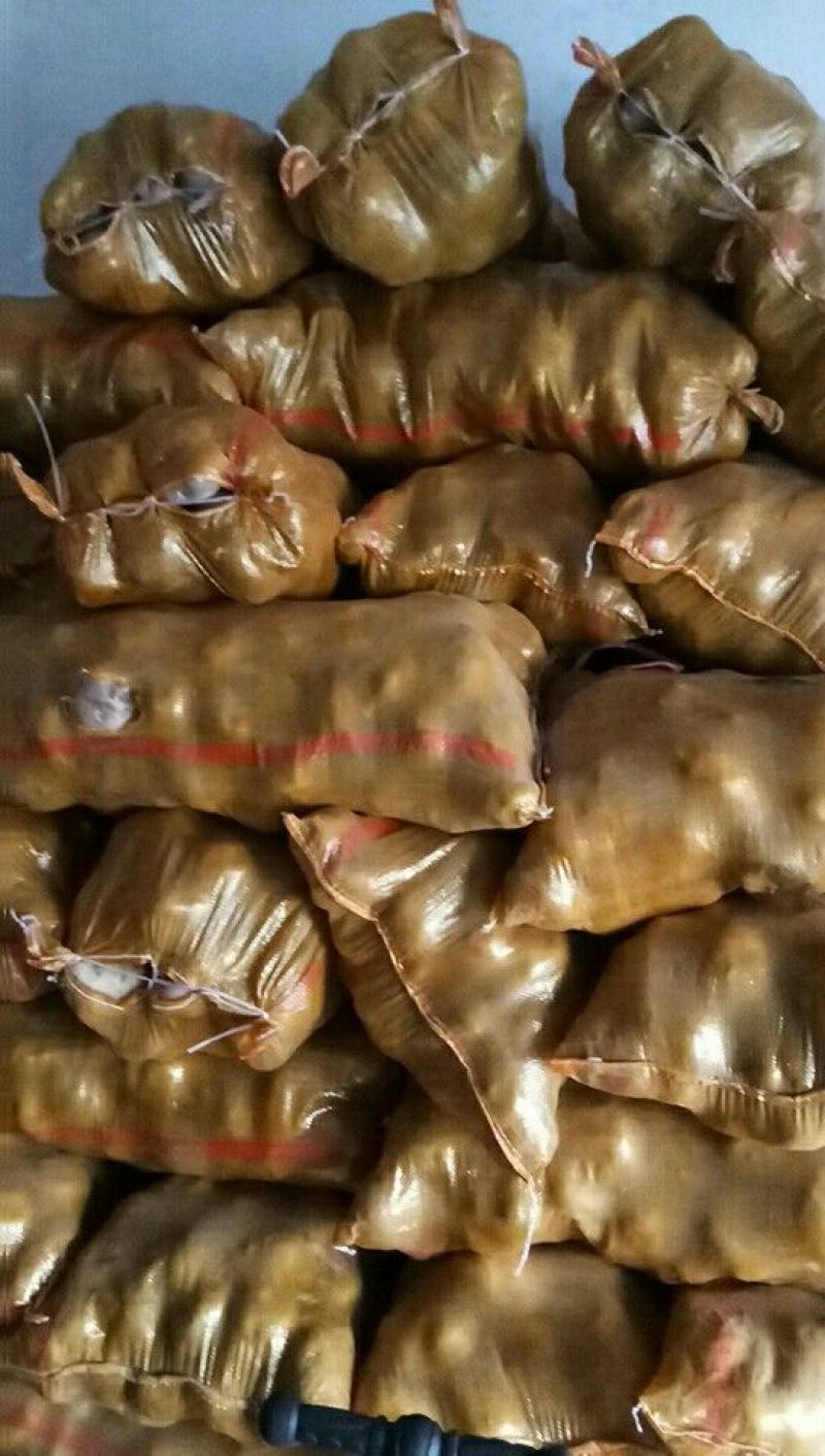 小白花土豆大西洋4两起