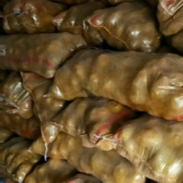 小白花土豆大西洋4两起