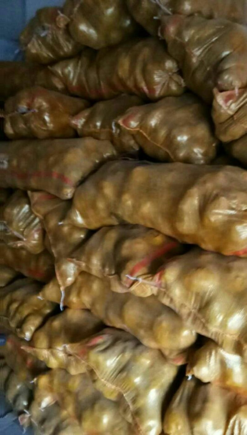 小白花土豆大西洋4两起