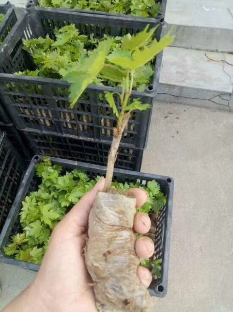葡萄苗巨峰葡萄苗品种价格