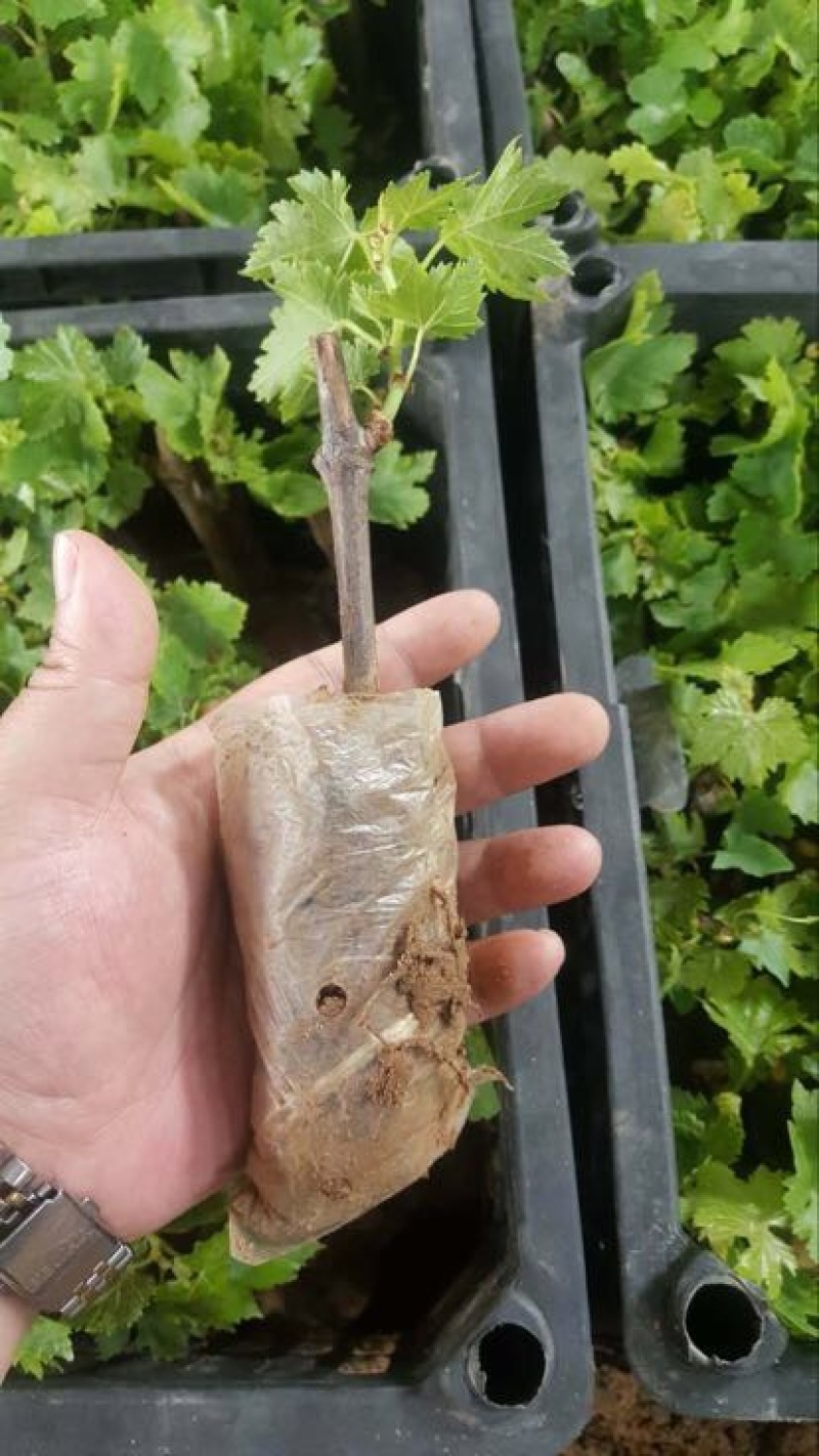 葡萄苗巨峰葡萄苗品种价格