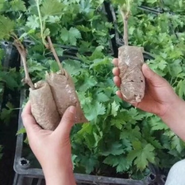 葡萄苗巨峰葡萄苗品种价格