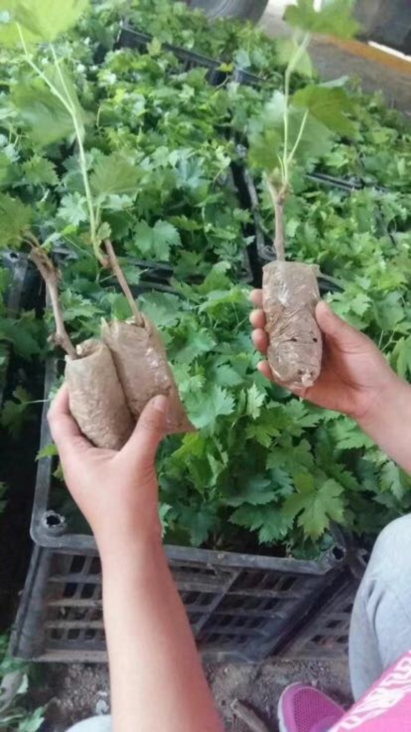 葡萄苗巨峰葡萄苗品种价格