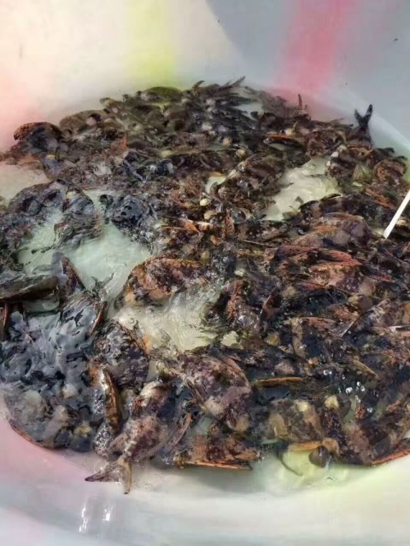 出售鱼苗：十几个品种