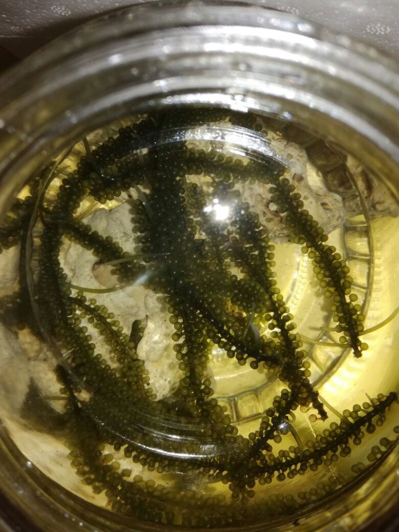 海葡萄