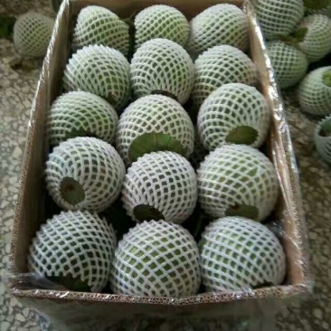 精品吊蔓甜瓜