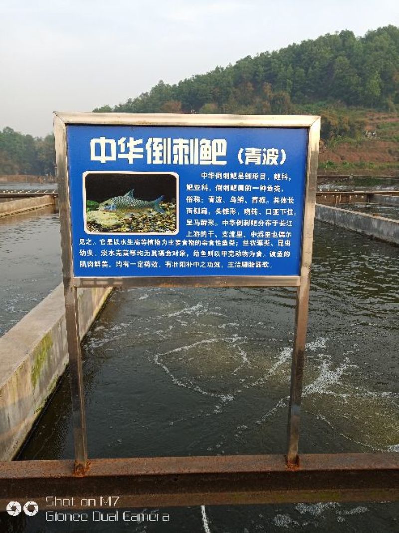出售垂钓：青波，黄腊丁