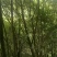 元宝风