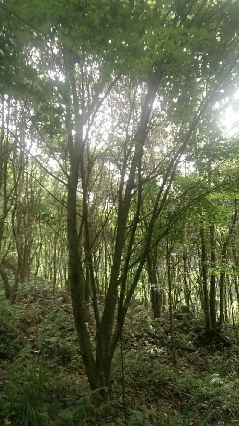 元宝风