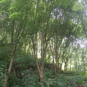 元宝风
