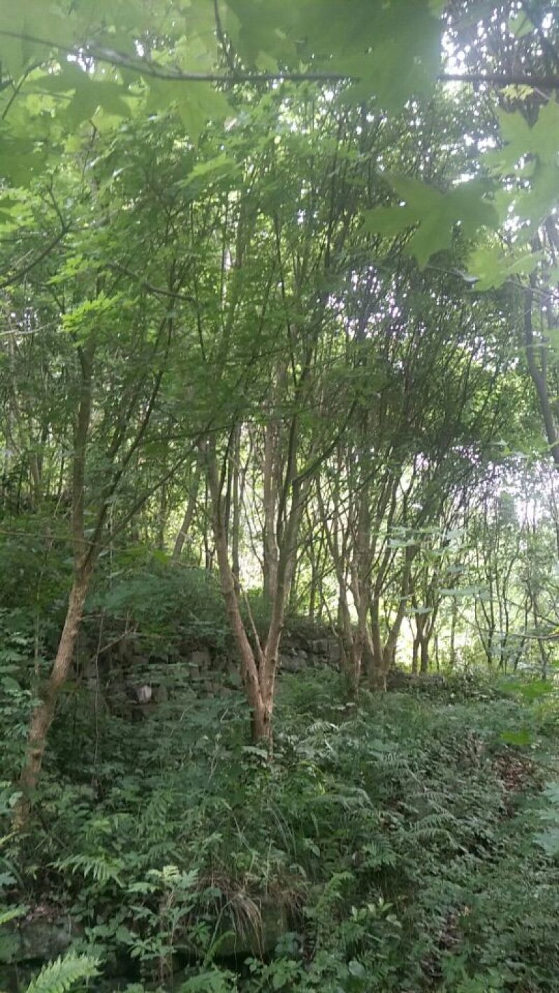 元宝风