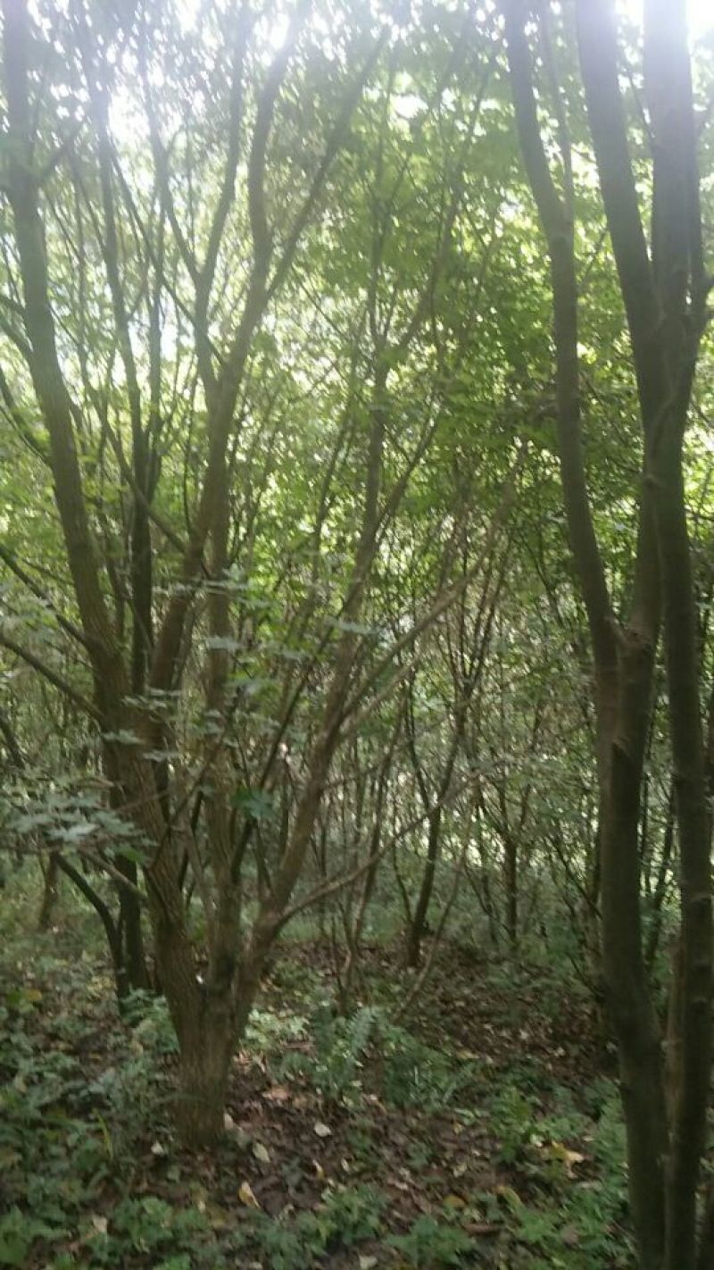 元宝风