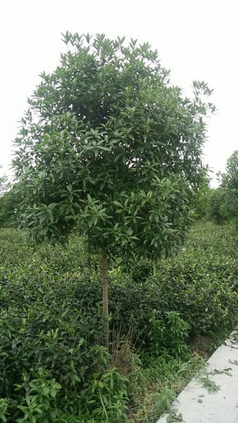 桂花