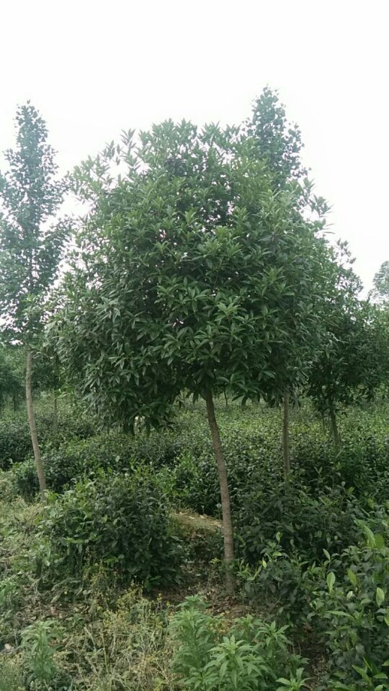桂花