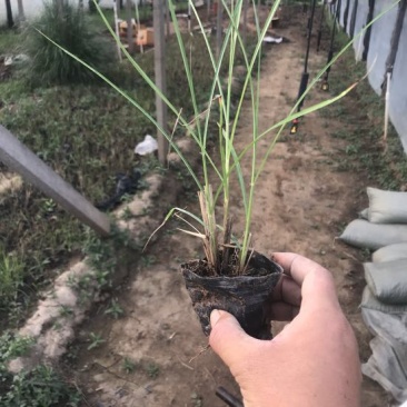 细叶芒