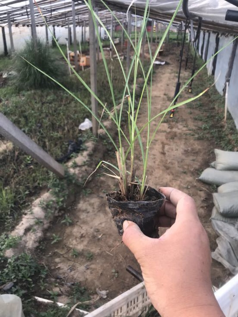 细叶芒