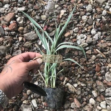 花叶芦竹20~30cm