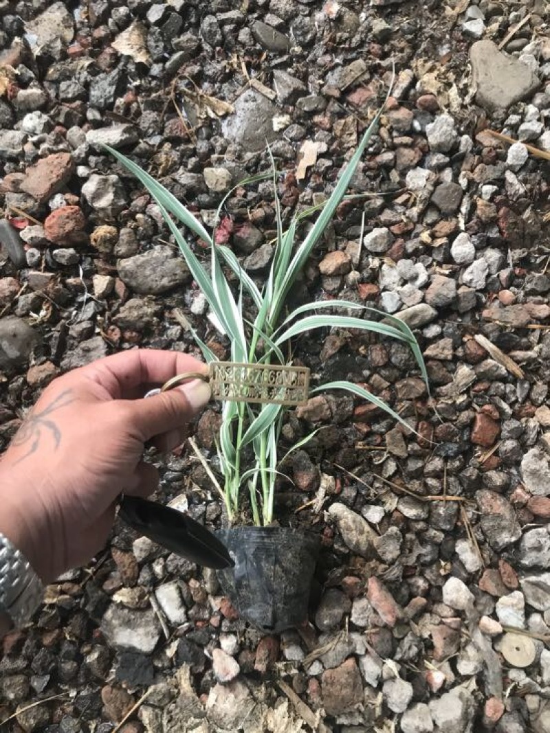 花叶芦竹20~30cm
